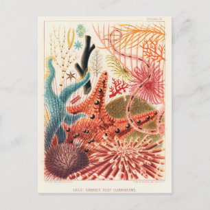 Vintage Underbar Barrier Reef Australia Echinoderm Vykort