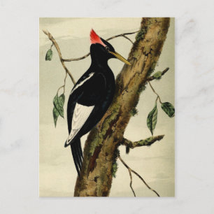 Vintage Underbar Crested Woodpecker Vykort