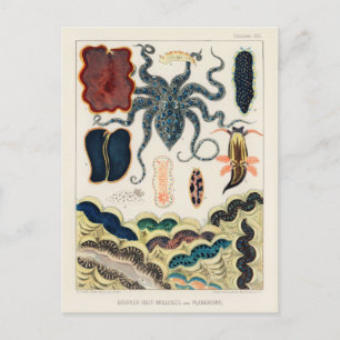 Vintage, Underbara barriärrev, molluscs och planar Vykort