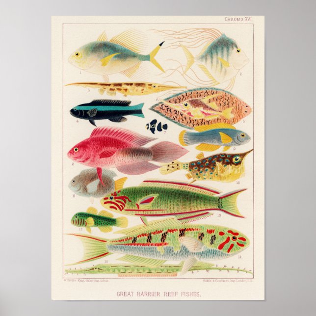 Vintage Underbara barriärrevet för Australiens fis Poster (Framsidan)