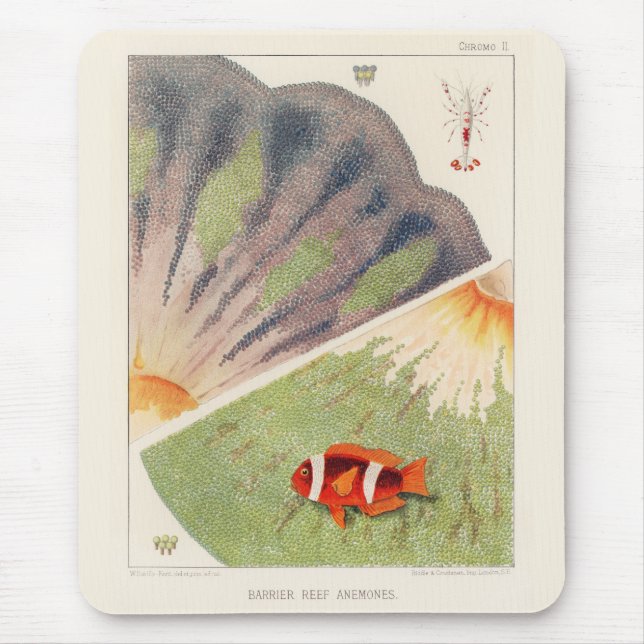 Vintage Underbara barriärrevet i Australien Anemon Musmatta (Framsidan)