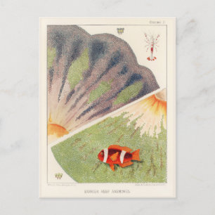 Vintage Underbara barriärrevet i Australien Anemon Vykort