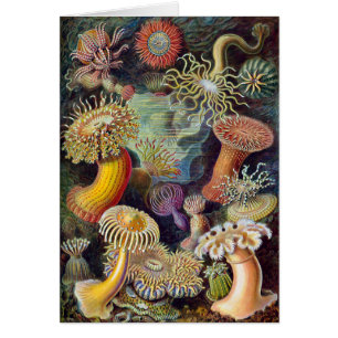Vintage Undervattens Havsanemoner av Ernst Haeckel Hälsningskort