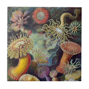 Vintage Undervattens Havsanemoner av Ernst Haeckel Kakelplatta