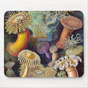 Vintage Undervattens Havsanemoner av Ernst Haeckel Musmatta