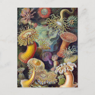 Vintage Underwater Anemones av Ernst Haeckel Vykort