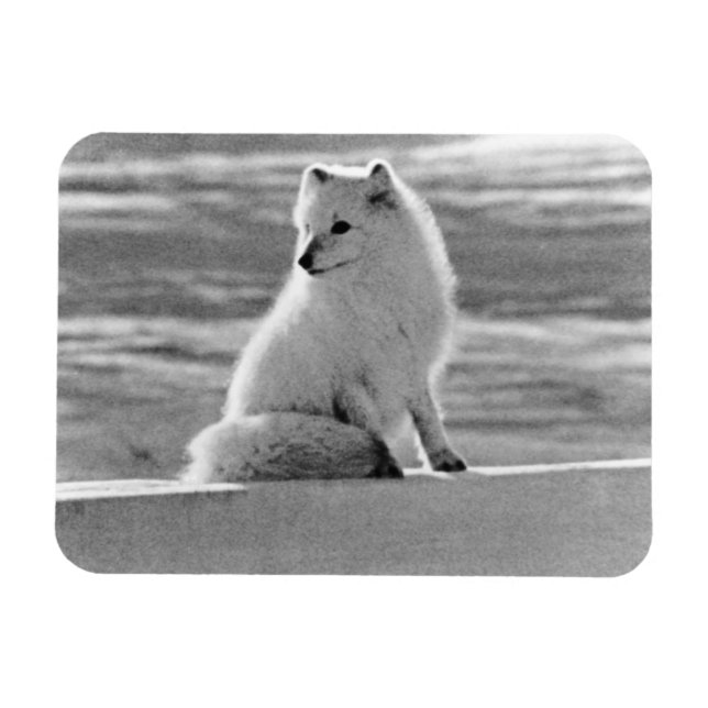 Vintage USA Alaska Arktiska räv 1970 Magnet (Horisontell)