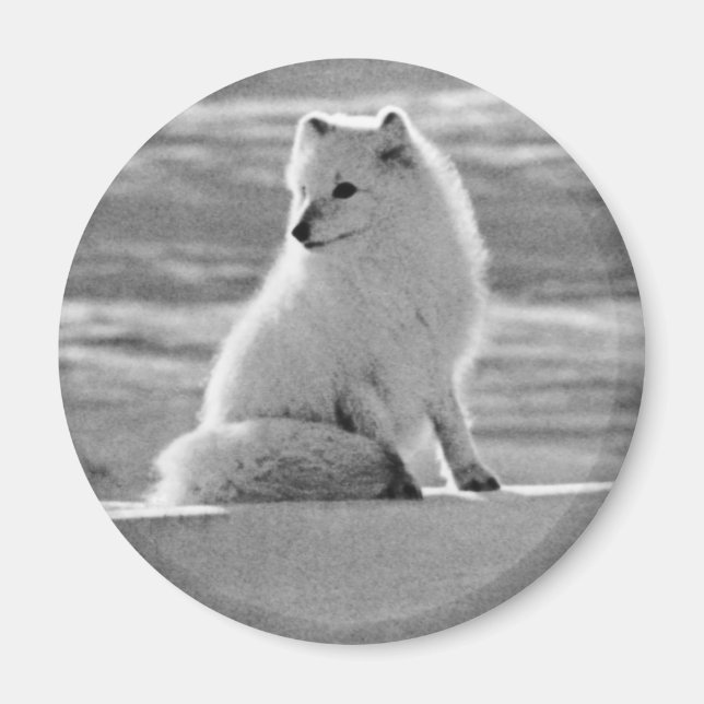 Vintage USA Alaska Arktiska räv Magnet (Framsidan)