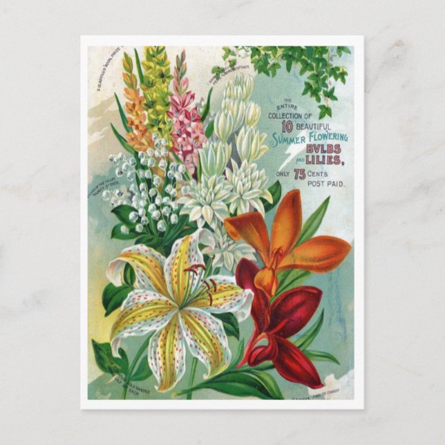 Vintage Utsäde och vykort (Framsida)