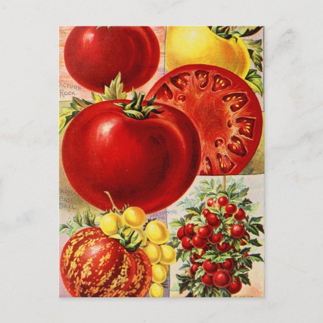 Vintage Utsäde och vykort (Framsida)