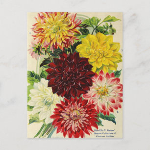 Vintage Utsäde och vykort