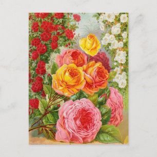 Vintage Utsäde och vykort