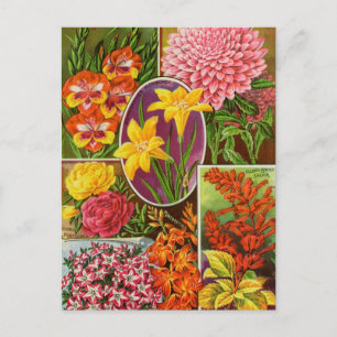 Vintage Utsäde och vykort