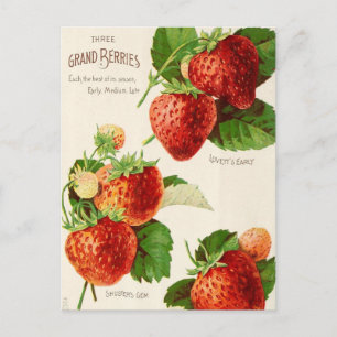 Vintage Utsäde och vykort