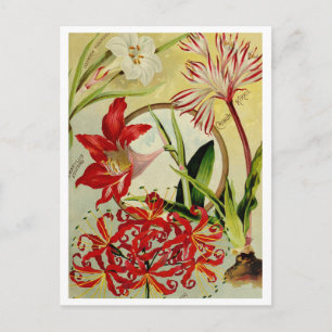 Vintage Utsäde och vykort