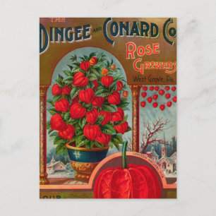Vintage Utsäde och vykort