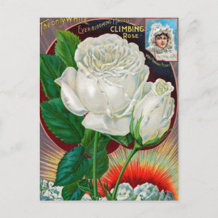 Vintage Utsäde och vykort