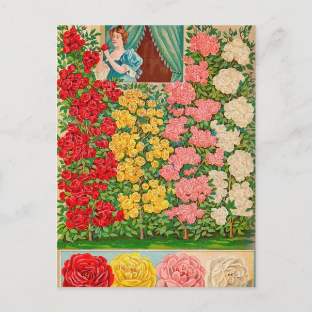 Vintage Utsäde och vykort (Framsida)