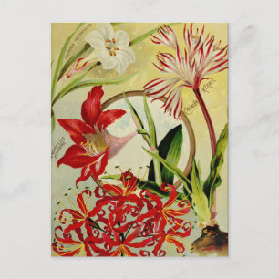 Vintage Utsäde och vykort