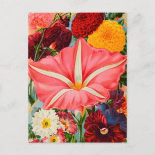 Vintage Utsäde och vykort