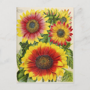 Vintage Utsäde och vykort