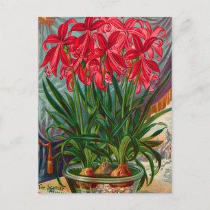 Vintage Utsäde och vykort