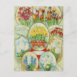 Vintage Utsäde och vykort