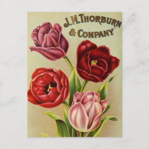 Vintage Utsäde och vykort