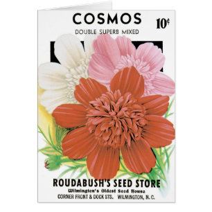 Vintage utsädespaket konst, Cosmos trädgårdsblommo Hälsningskort
