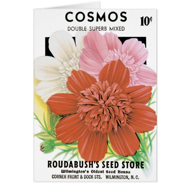 Vintage utsädespaket konst, Cosmos trädgårdsblommo Hälsningskort (Framsidan)