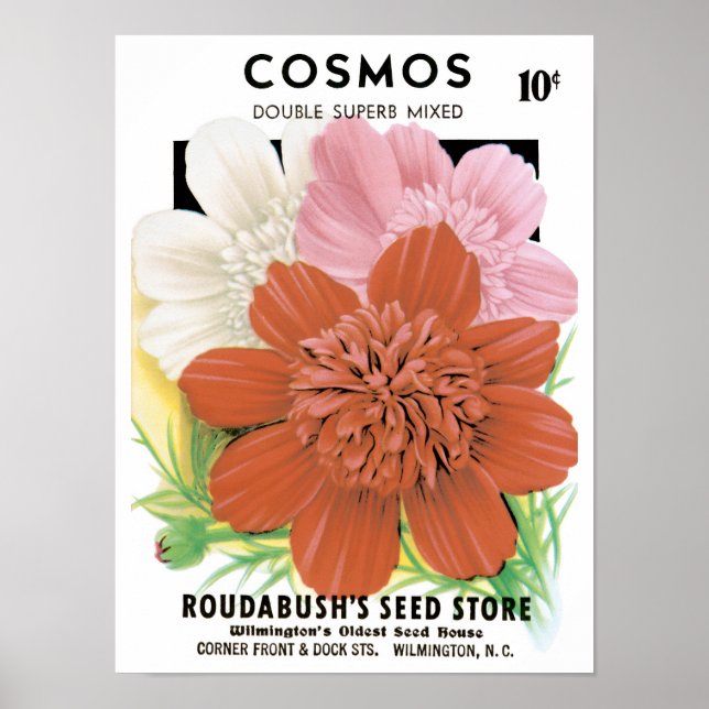 Vintage utsädespaket konst, Cosmos trädgårdsblommo Poster (Framsidan)