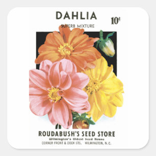 Vintage utsädespaket konst, Dahlia trädgårdsblommo Fyrkantigt Klistermärke