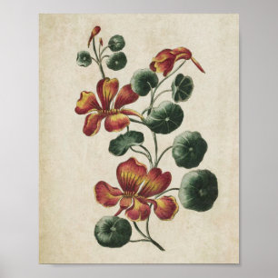 Vintage Utskrift av botanisk Blommigt Nasturtium Poster