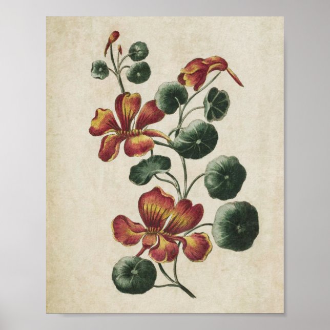 Vintage Utskrift av botanisk Blommigt Nasturtium Poster (Framsidan)