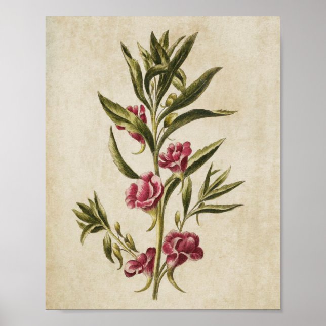 Vintage Utskrift av botaniska Blommigtar Poster (Framsidan)