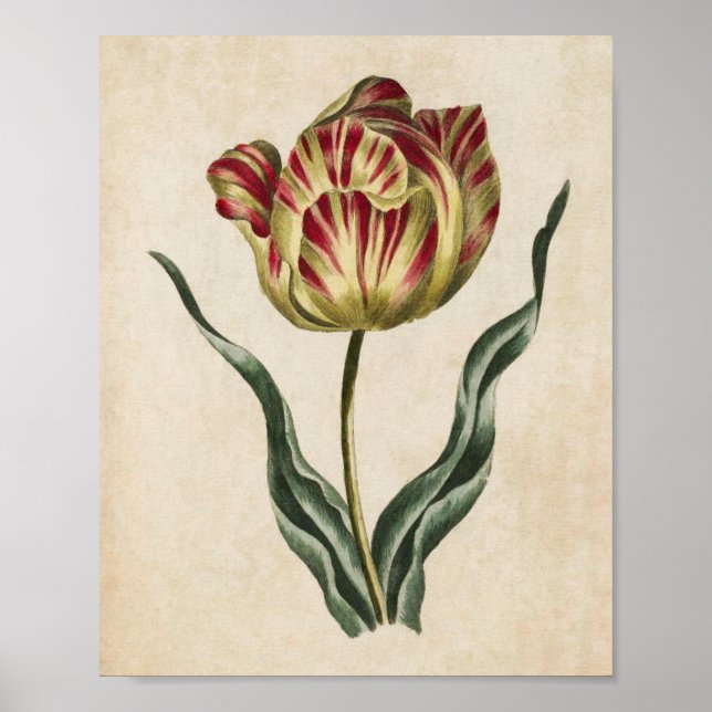 Vintage - utskrift av botaniskt Blommigt Tulip Poster (Framsidan)