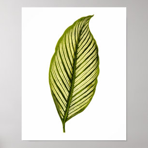 Vintage utskrift av botaniskt Löv Poster