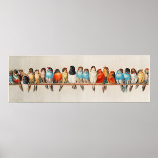 Vintage - utskrift av fåglar poster