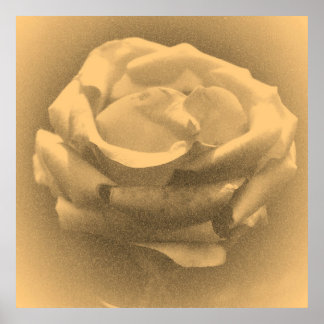Vintage Vackert Rosa ros nära Poster
