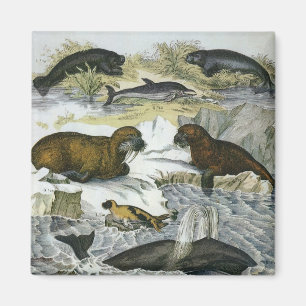 Vintage Valar, Sälar och valar, marina djur Magnet