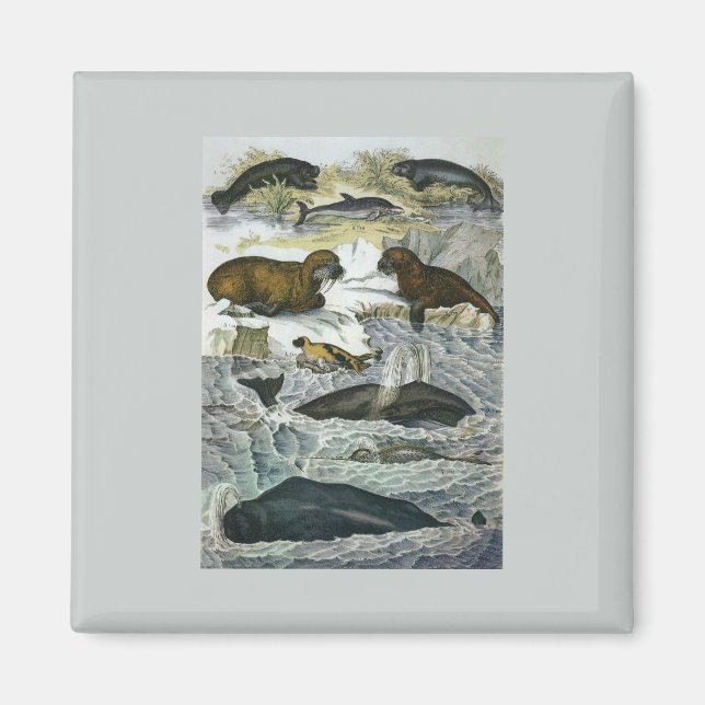 Vintage Valar, Sälar och valar, marina djur Magnet (Framsidan)