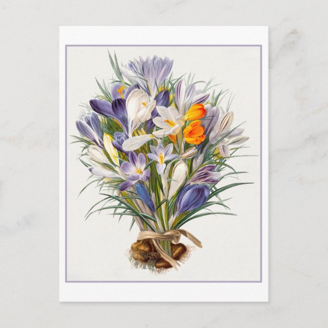 Vintage Vår Crocus Illustration vykort (Framsida)