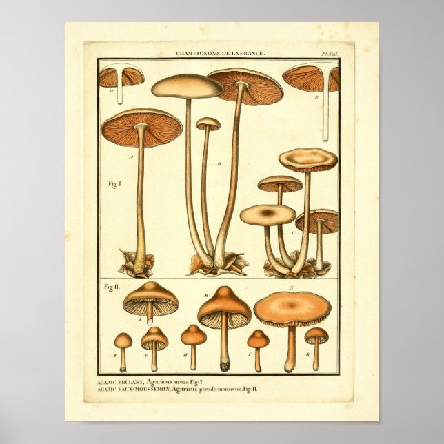 Vintage Varieties Fransk Art Skriv ut Poster (Framsidan)