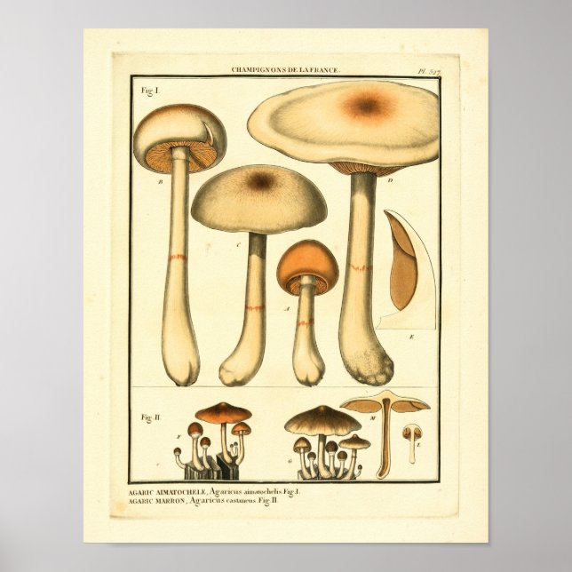 Vintage Varieties Fransk Art Skriv ut Poster (Framsidan)