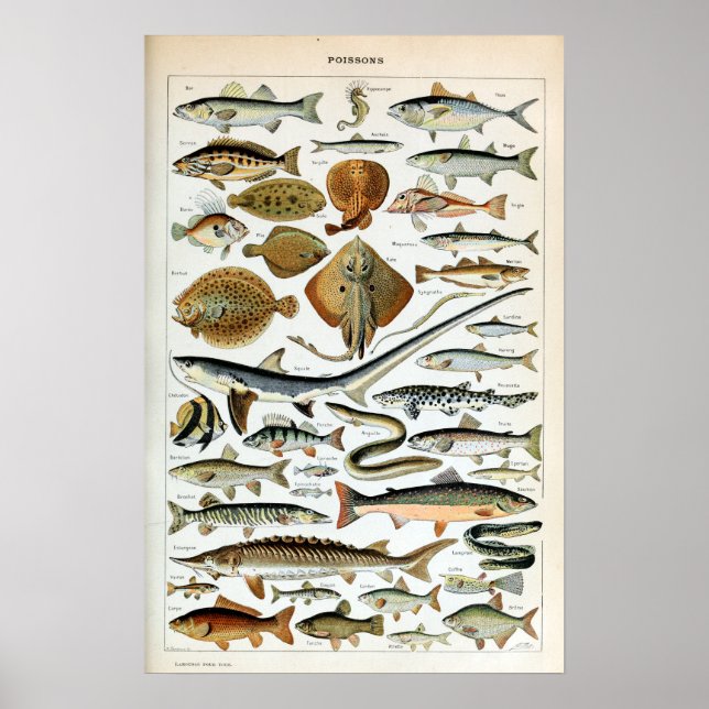 Vintage Världens fisk Poster (Framsidan)