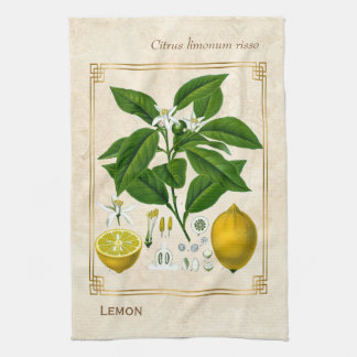 Vintage Växt Lemon Fruit Botanical Art Kökshandduk