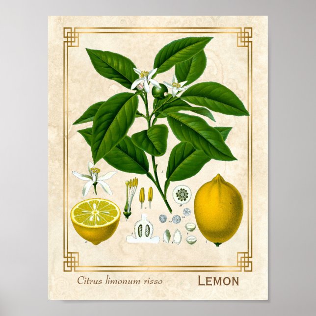 Vintage Växt Lemon Fruit Botanical Art Poster (Framsidan)