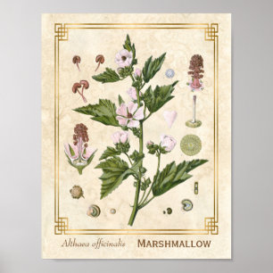 Vintage Växtmarmallow Botanical Art Poster