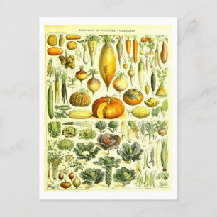 Vintage Vegetabiliskt botaniskt vykort