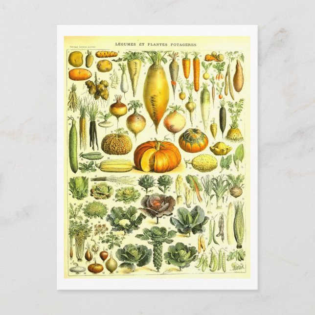 Vintage Vegetabiliskt botaniskt vykort (Framsida)